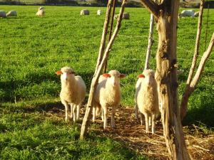 Agriturismo Cuile de Molino img62