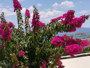 Stone House in olive grove Argolida Greece