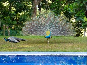 Tropical Dream Villa