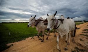 Madam Sokha Homesteading