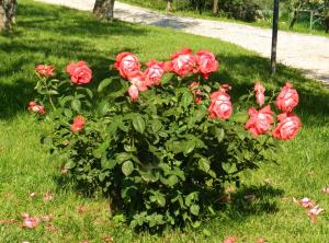 Agriturismo Assisi La Rocca