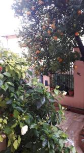 Appartements Les violettes : photos des chambres