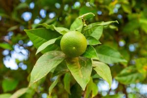 Bright & Spacious With Orange Tree Patio, by TimeCooler
