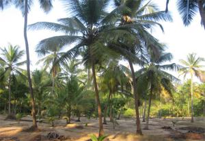 Soumitra Guest House Bungalow