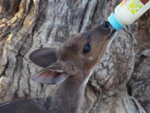 Grysbok Self Catering Accommodation