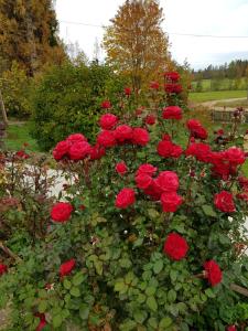 Guest House Ziedkalni