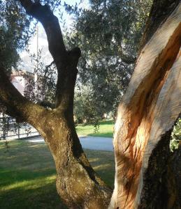 Olive Tree House img33