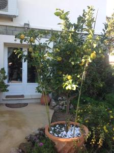 Rez de Villa Pébrier