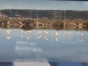 Campings FLAMANTS ROSES 3 : photos des chambres