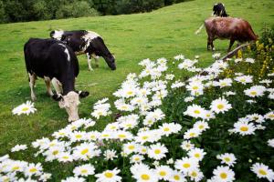 The Parlour, for Alton Towers & the Peak District