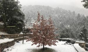 Chalet in the Forest Achaia Greece