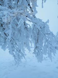 Colț de rai - camera de inchiriat
