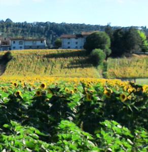 Podere Casenove