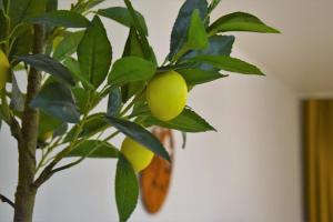 New Gudauri Alpen Apartments