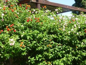 Casa Vacanza Appartamenti Al Mare img53