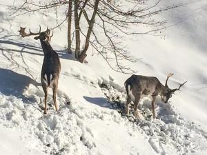 Apartamenty Krynica - ul. Podgórna