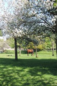 Maisons de vacances Belval Cottages : photos des chambres