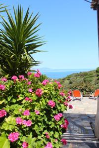 Walnut Tree Farm Kythira Greece