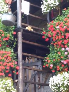 B&B "La baita delle coccinelle"