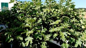 Apartmani Mirela & Feri