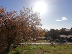 Apart Forte Roses Montenegro KO Buljarica