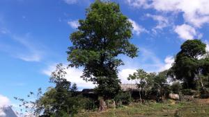 Big Tree Hmong Homestay