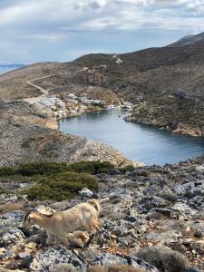 Sifnos Sea Lovers Vacancy Sifnos Greece