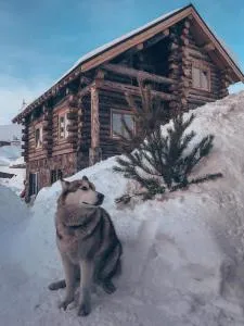 Mountain Cricket Chalets and Apartments Gudauri - Borgnisi