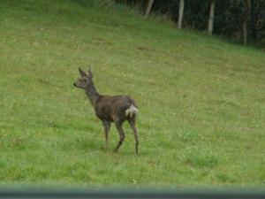 Maisons d'hotes BIDACHUNA : photos des chambres