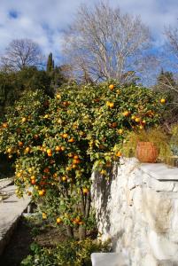 Three oranges