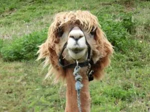 Zirben Troadkasten - Liebenfels