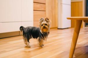 Miro Kujo Kawaramachi Tei