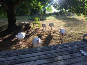 Maisons de vacances GITE Les Buis : photos des chambres