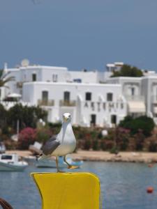 Artemis Hotel Antiparos Greece