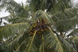 Aaradhya Mirissa By Ocean Reach Holidays