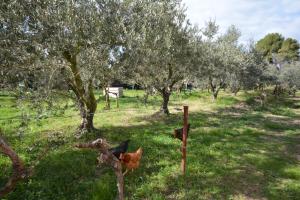 B&B / Chambres d'hotes le cabanon de l'olivette : photos des chambres