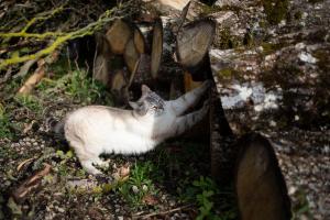 B&B / Chambres d'hotes Le Chat Blanc : photos des chambres