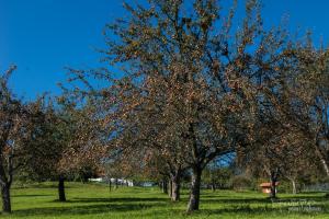 Apartma Lesjak - pobeg v naravo 2