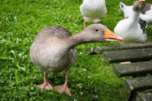 Forstgut Stübeckshorn