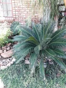 Burgersfort Gastehuis - Mmafefe