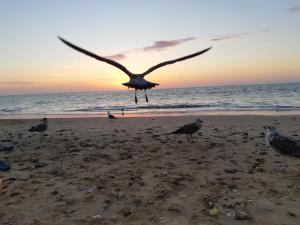 Apartamento La Gaviota - 4hvězdičkové hotely ve městě Chipiona