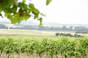 Au Coeur des Vignes photo 6