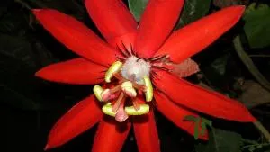 Flower Inn - Talkote