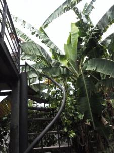 Bann Rai Klai Weang Homestay