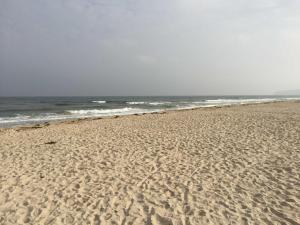 Ostsee Strandhaus Seerobbe