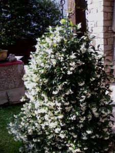 Bed & Breakfast Gli Oleandri