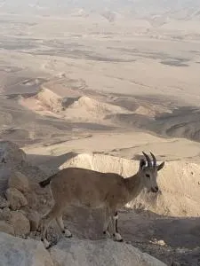 Desert Peace - 米茨佩·拉蒙