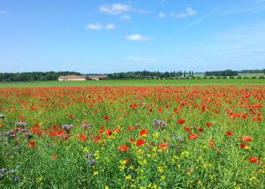 B&B / Chambres d'hotes Ferme d'Orsonville : photos des chambres