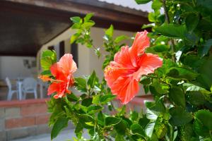 Il Sogno di una Stella img8