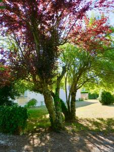 Maisons de vacances Douceur Girondine : photos des chambres